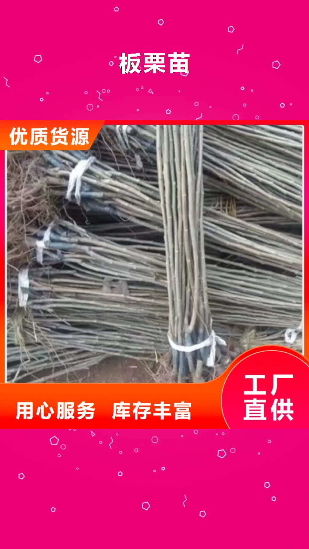伊犁 板栗苗-【桃树苗】专业生产N年