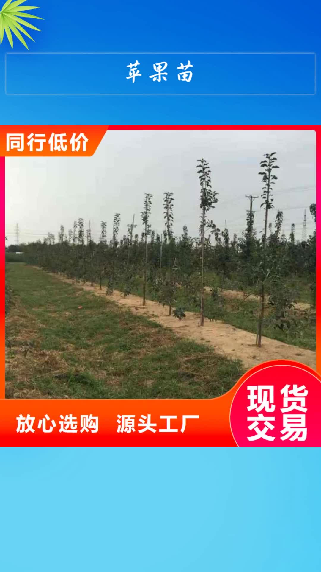 青岛【苹果苗】-葡萄苗设计合理