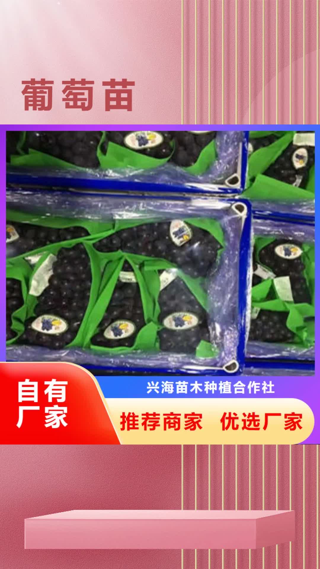 通化 葡萄苗-【核桃苗】实力雄厚品质保障