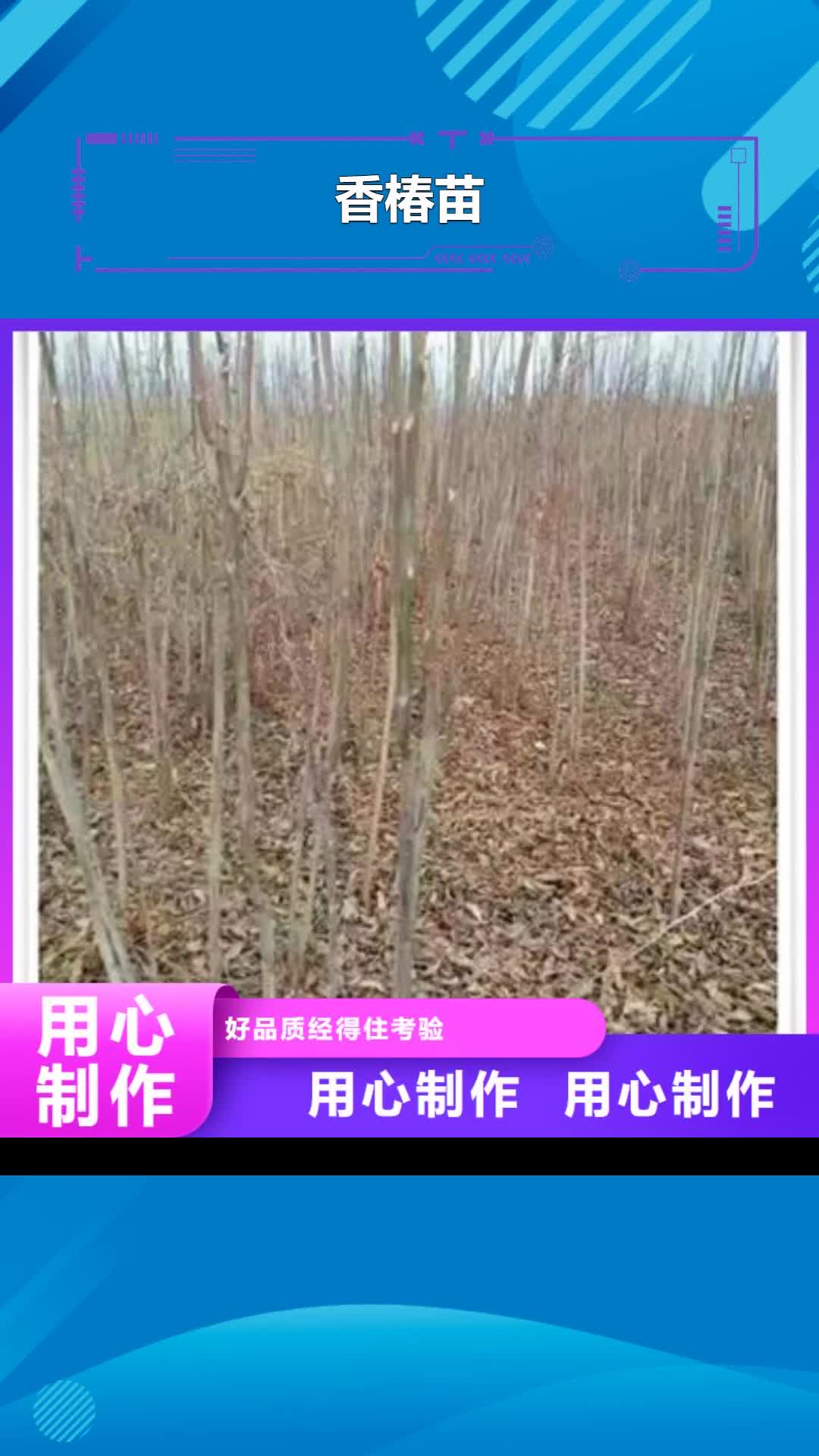 忻州 香椿苗-【核桃苗】合作共赢