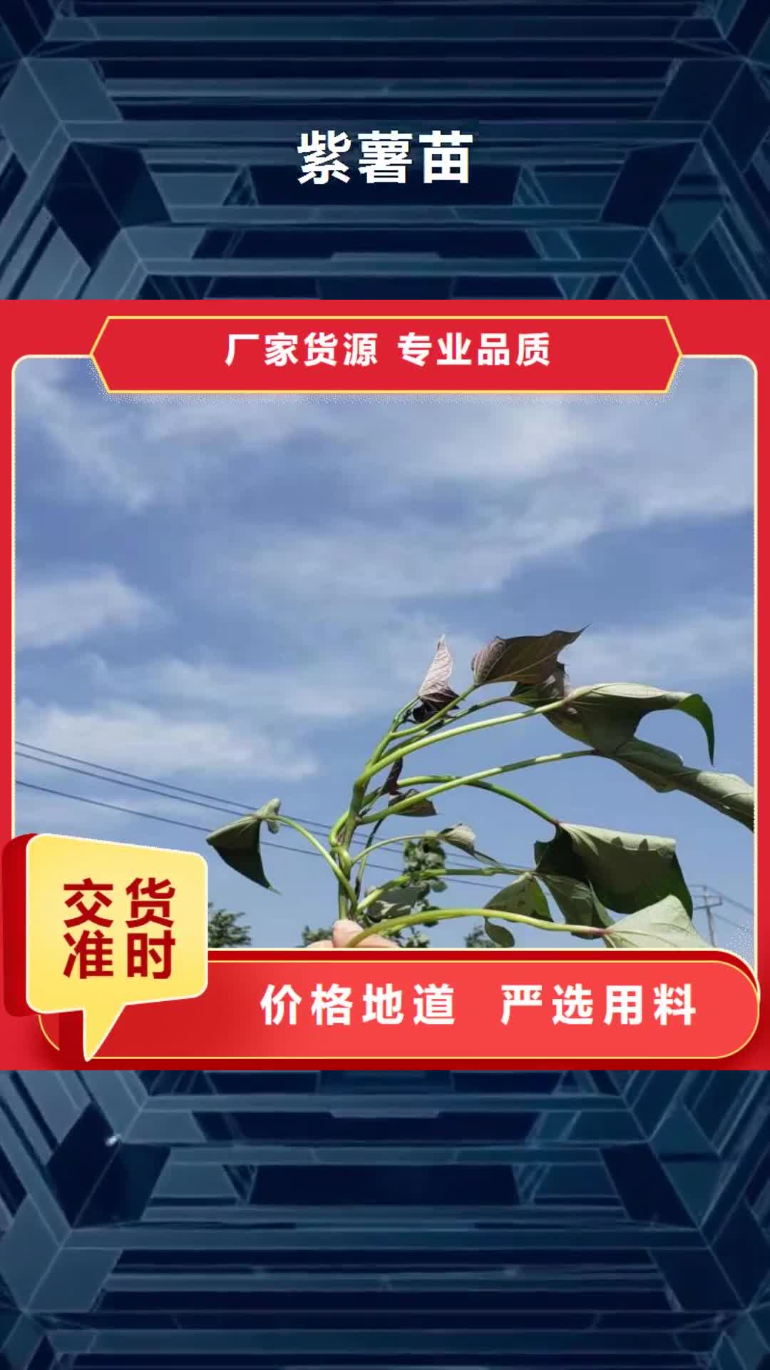 铜陵【紫薯苗】 紫薯丁厂家源厂直销