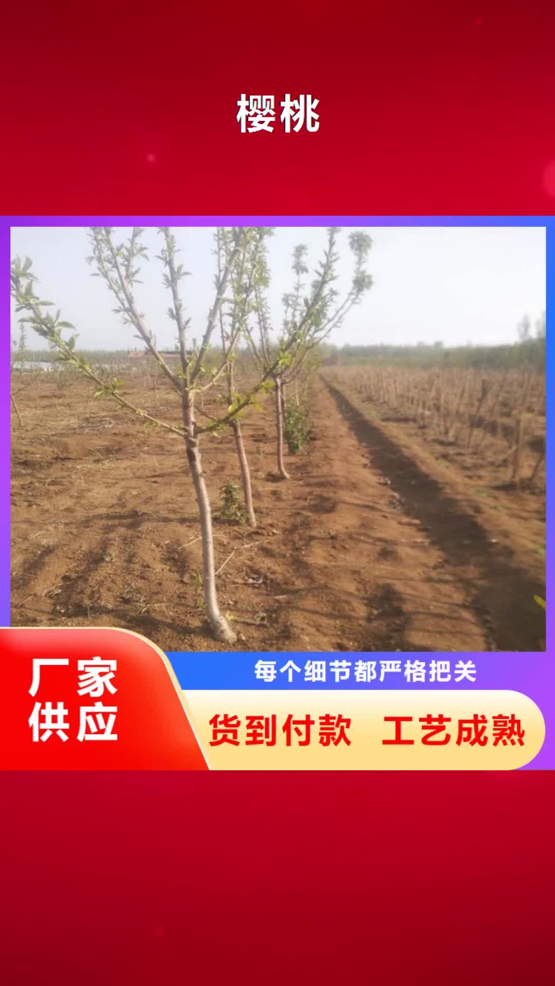 泰州【樱桃】-杏树苗精心选材