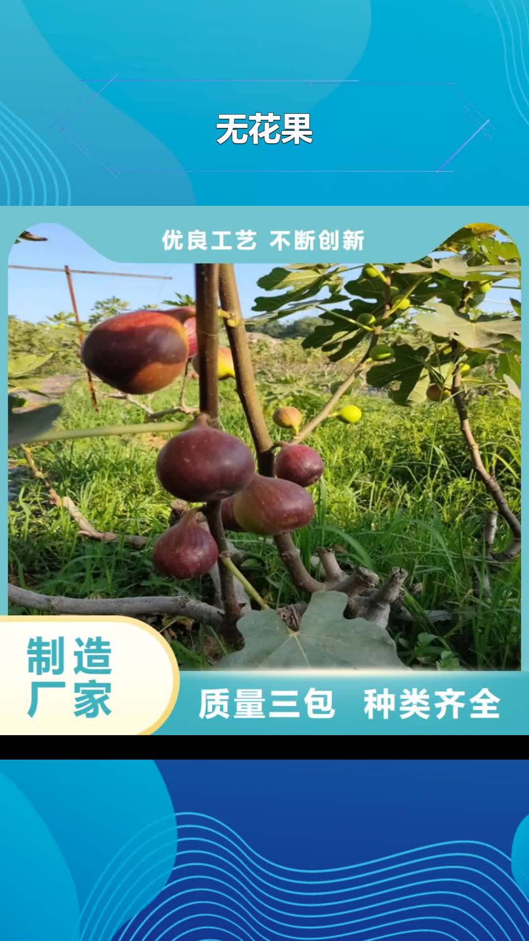 【那曲 无花果 梨树苗经验丰富品质可靠】
