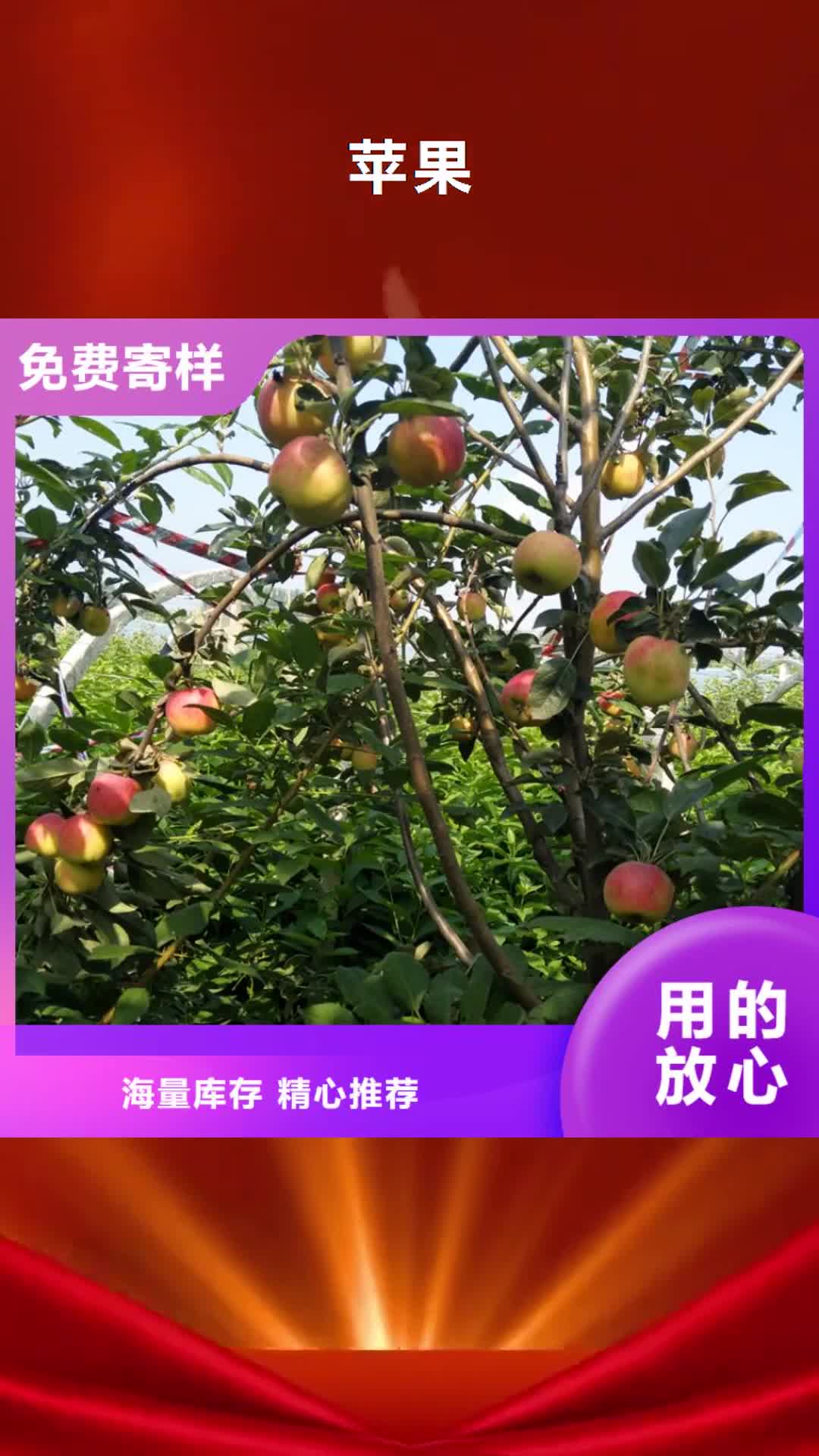 林芝 苹果_【桃树苗】厂家