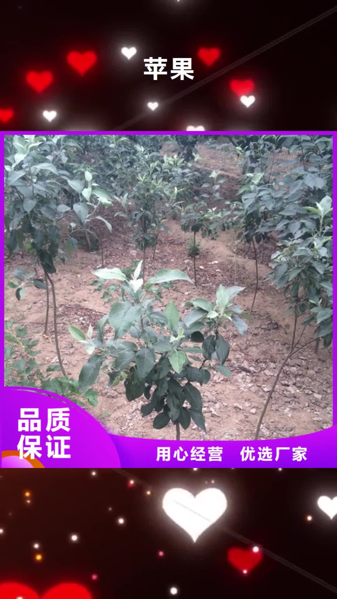东营 苹果-【樱桃苗】精工打造