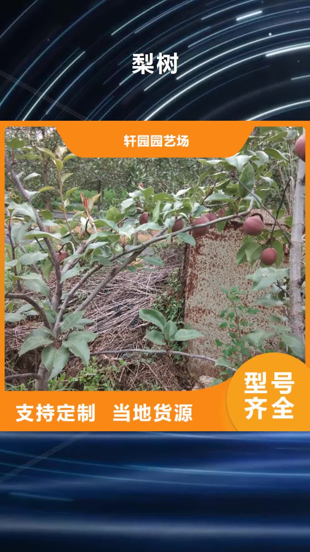 阜新【梨树】_蓝莓苗分类和特点