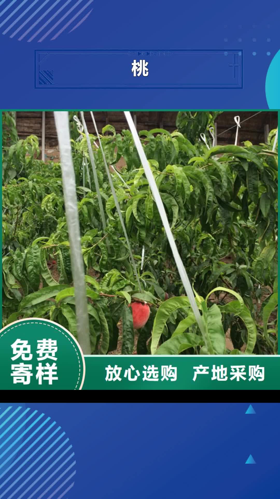 鞍山 桃 【蓝莓苗】实体诚信厂家