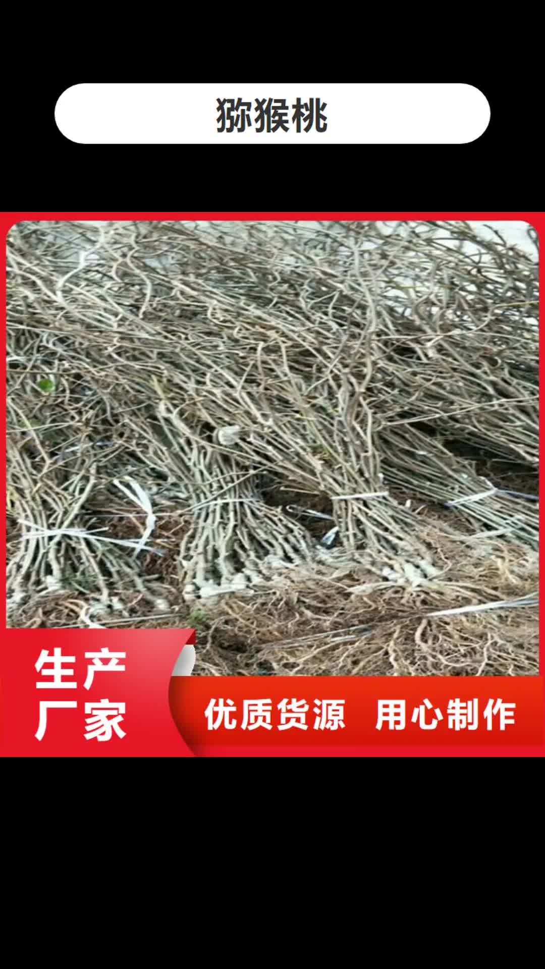 汕头 猕猴桃_【北美冬青】大库存无缺货危机