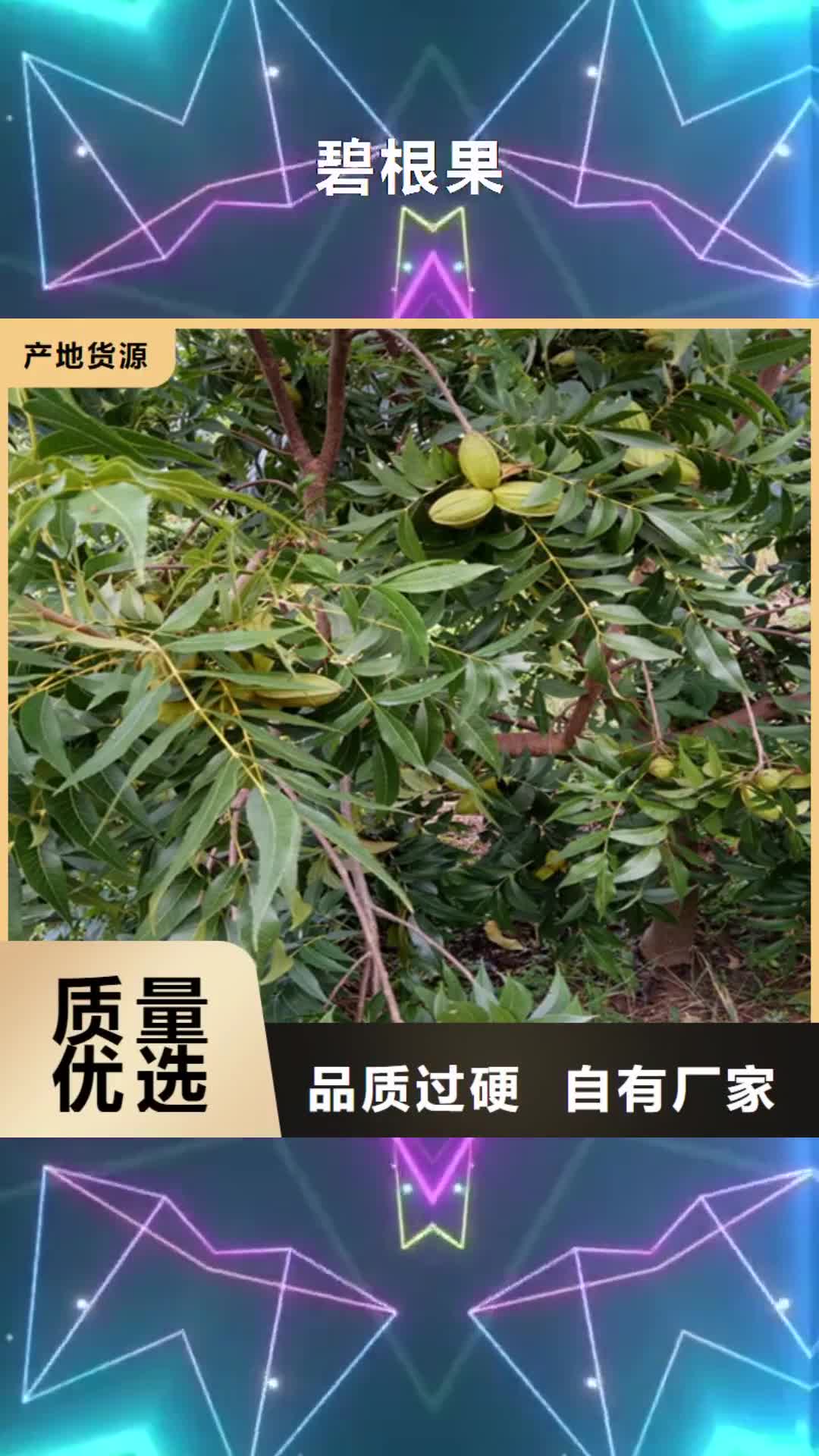 梧州 碧根果 【樱桃苗】工厂采购