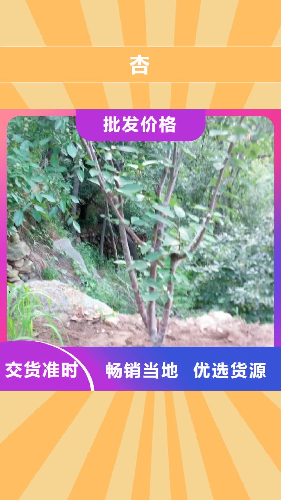 迪庆 杏,【李树苗】细节展示