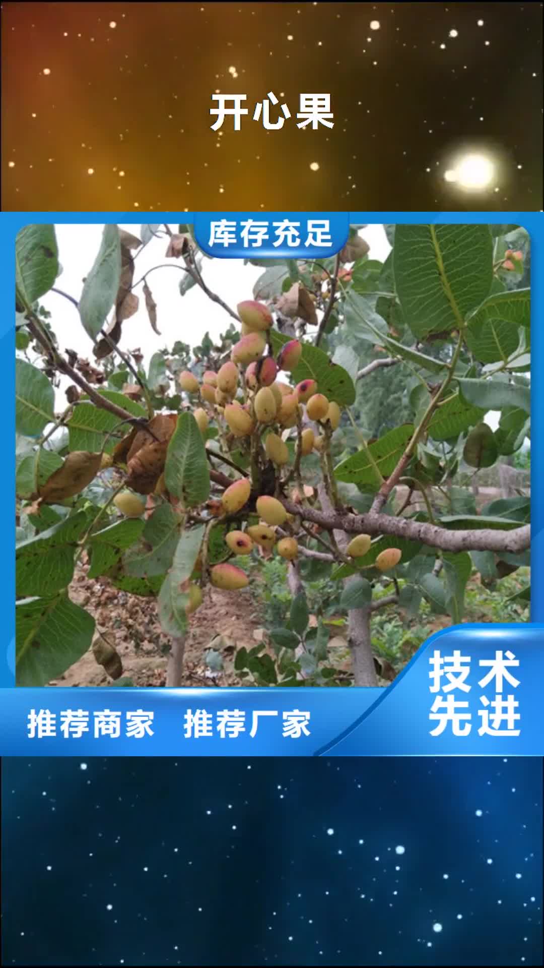 长治【开心果】 苹果苗优良工艺