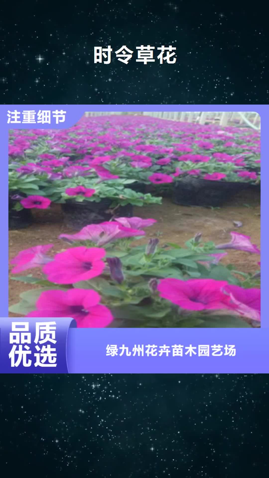 安徽 时令草花【柳叶马鞭草/薰衣草 】质保一年
