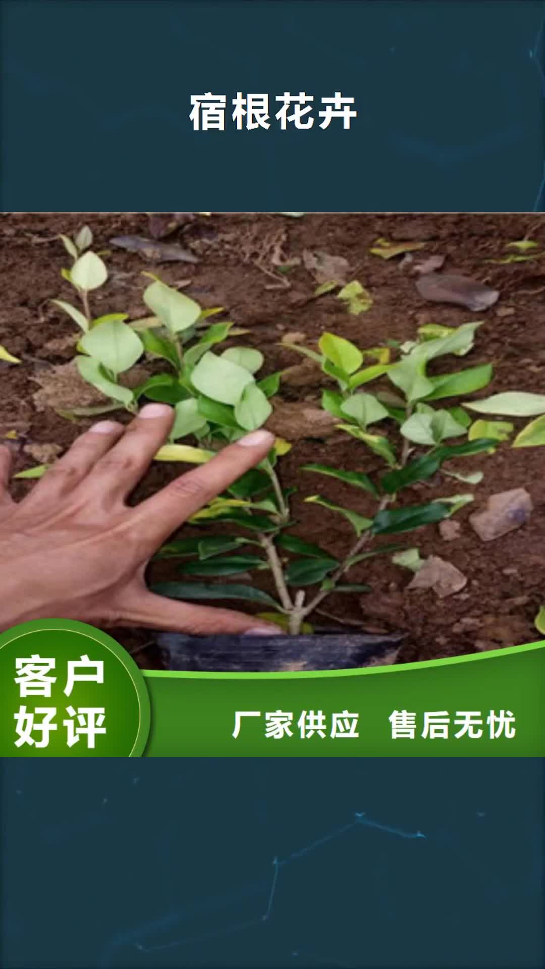 海南【宿根花卉】鲁冰花/粉黛乱子草敢与同行比服务