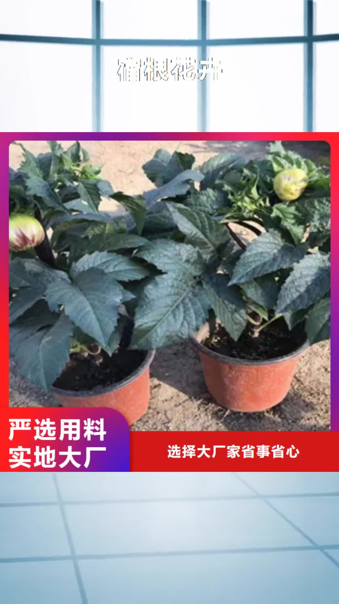 【盐城 宿根花卉_五一国庆草花批发源头工厂量大优惠】