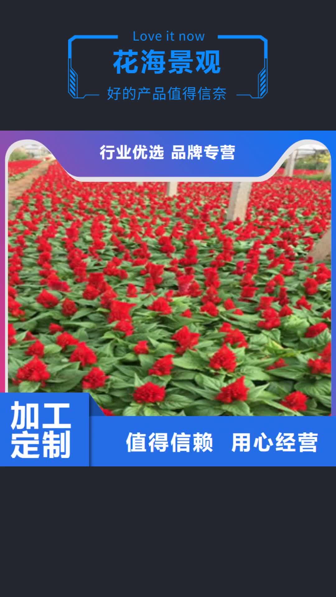 辽宁【花海景观】 耐寒耐旱草花基地大厂生产品质