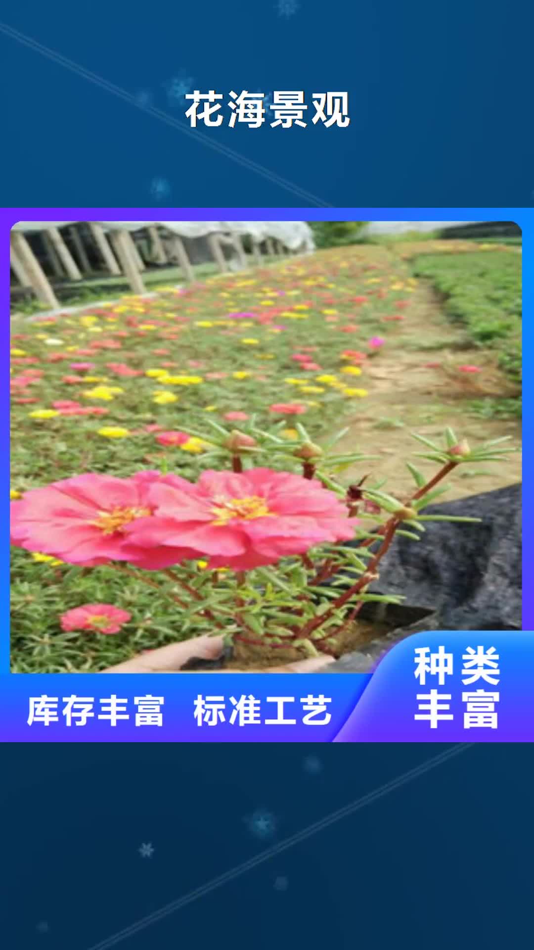 云南 花海景观【花海景观工程】诚信经营