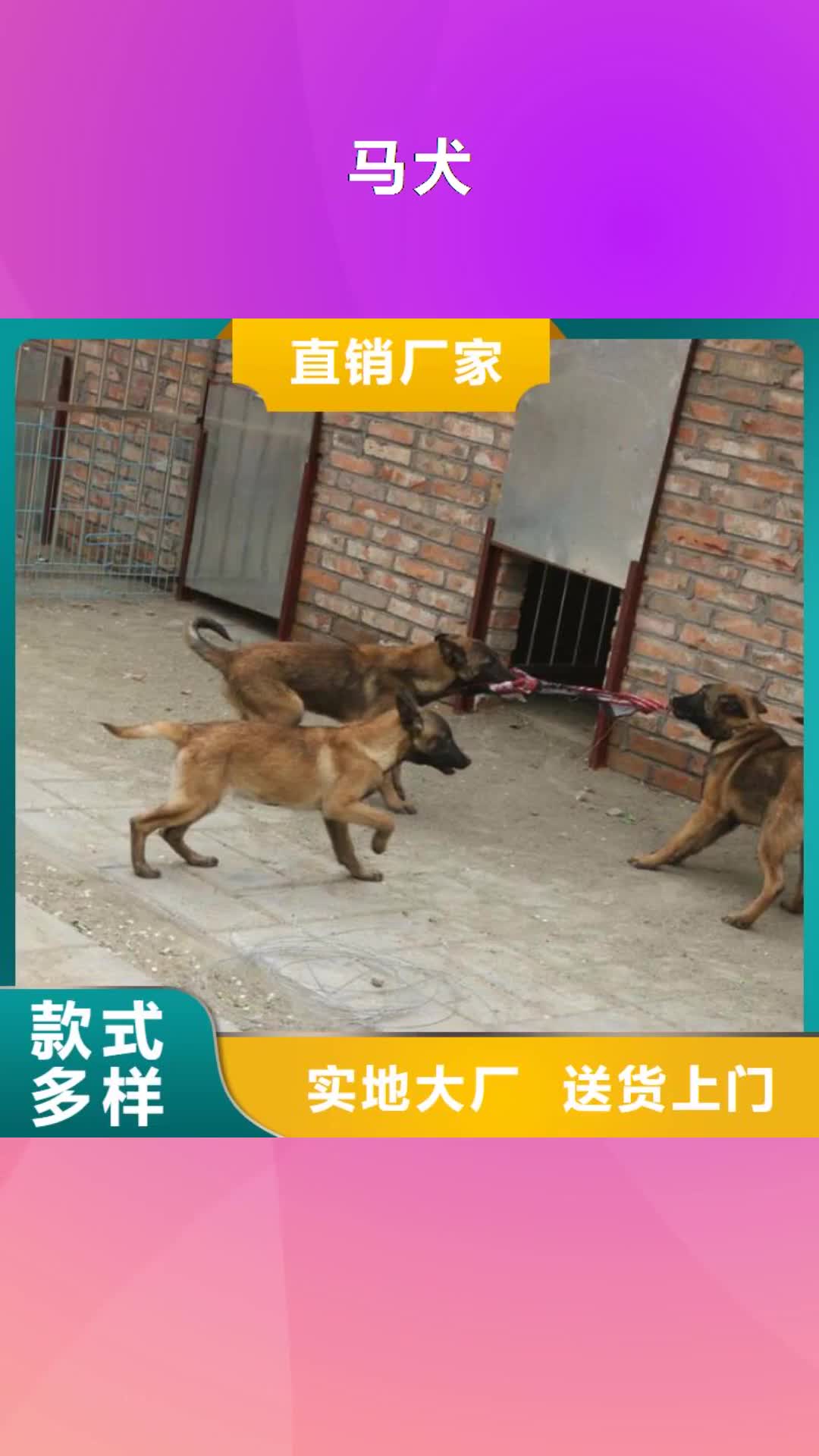 【朔州 马犬多种规格供您选择】