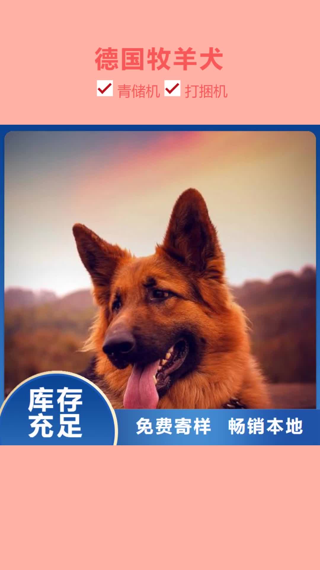 【呼伦贝尔 德国牧羊犬,高加索 犬优质工艺】