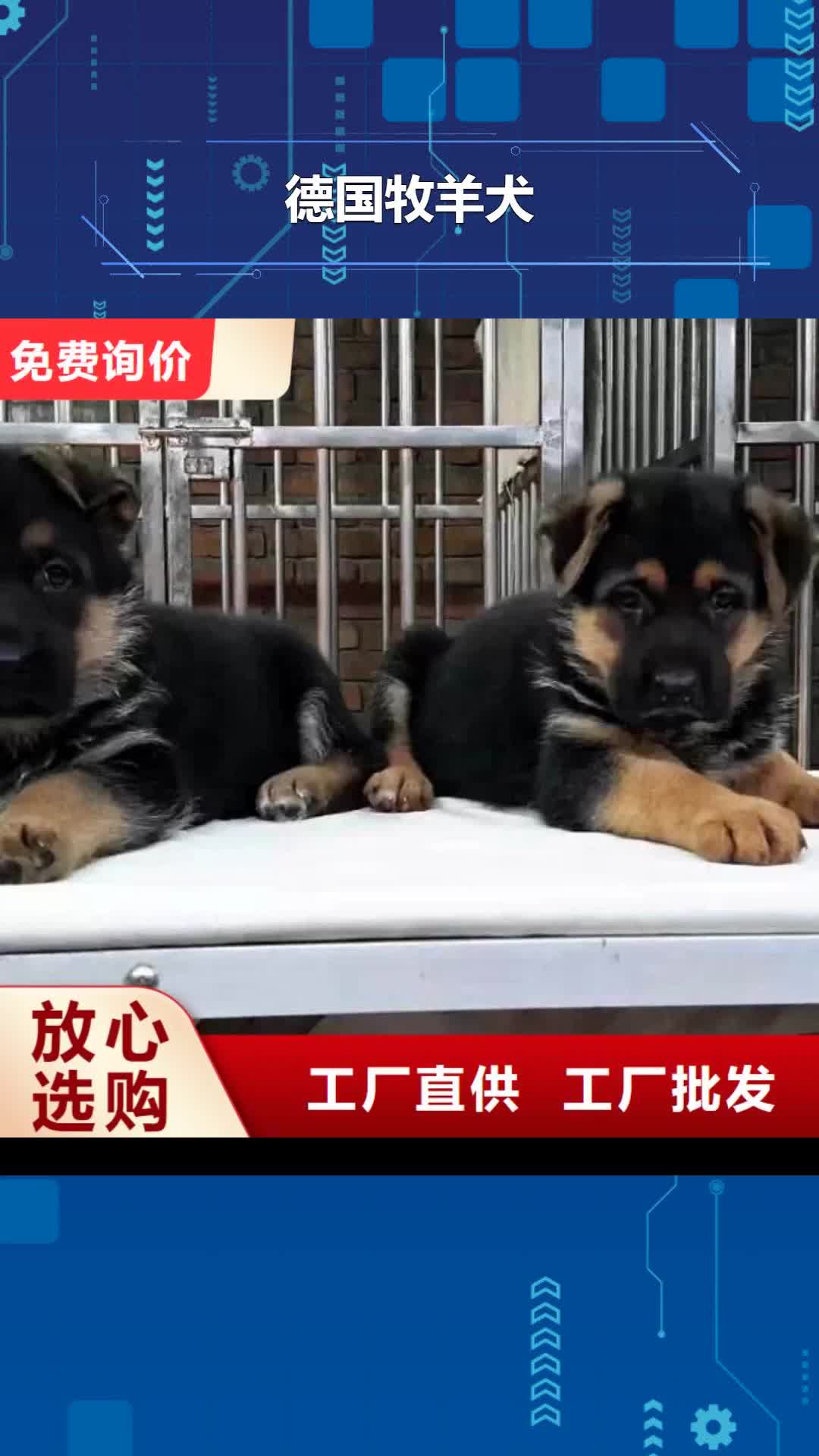贵港 德国牧羊犬-【卡斯罗犬】源头厂家供应